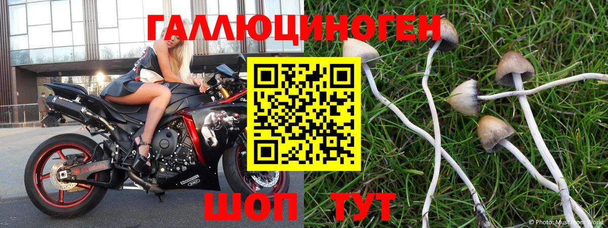 Кызыл  Галлюциногенные грибы MAGIC MUSHROOMS  Вход с VPN 